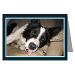 border collie dog greeting cards