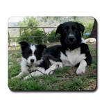 border collie gifts