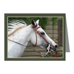 horse note cards