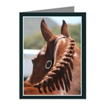 horse note cards
